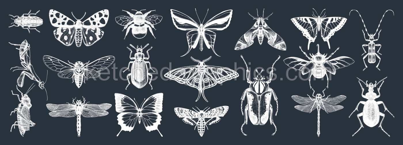 Hand-sketched insects collection on chalkboard. Hand drawn beetles, bugs, butterflies, dragonfly, cicada, moths, bee set in vintage style. Entomological vector drawings Illustration